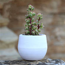 Mini vaso de plástico para plantas, vaso redondo colorido de plantas para decoração de jardim, escritório, casa, desktop, flores, suculentas 2024 - compre barato