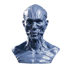 4inch Resin Model Anatomy Skull Head Muscle Bone Art Artist Drawing Teaching Figurine 2024 - buy cheap