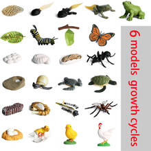 Миниатюрная модель диких животных, черепаха, лягушки, модель, инкубация, Головастик, растущий цикл, фигурки, Обучающие игрушки для детей 2024 - купить недорого