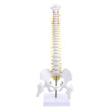 45Cm Flexible 1:1 adulto Lumbar Bend Spine modelo humanos esqueleto modelo con disco espinal Pelvis modelo usado para masaje, Yoga 2024 - compra barato