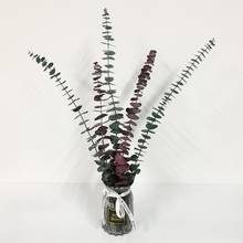 Decoração de folhas de eucalipto natural em exibição eterna de flores secas para casamento, decoração para casa, fotografia 2024 - compre barato