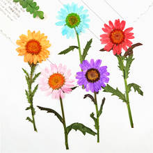 10pcs/5-9cm,Natural Pressed Chrysanthemum with stem,Real Daisy flowers for DIY Wedding invitations Photo Bookmark Gift Cards 2024 - buy cheap