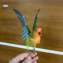 Taxidermy preenchimento eurásia/lovebird papagaio guia/decoração 2024 - compre barato