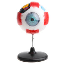 Aumento 5x bola de olho humano modelo anatômico do estudo kit de laboratório, 4d desmontado 2024 - compre barato