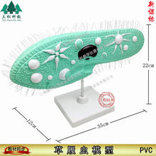 PVC Paramecium Model with Cilia Teaching Resources  Classroom Supplies 2024 - buy cheap