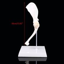 Dog Canine Shoulder Joint Model Veterinary Teaching Research Skeleton Halloween 746D 2024 - buy cheap