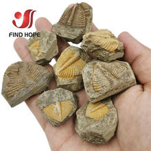 1 Natural Trilobite Tail Brachiopod Coral &Conchostraca Trilobites Crown Insect Tail Original Stone Teaching Craft 2024 - buy cheap