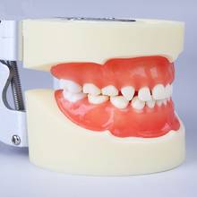 Modelo de dientes para niños m7014 con goma suave, modelo de dientes de estudio Dental, modelo de entrenamiento Dental para niños, 24 Uds. 2024 - compra barato