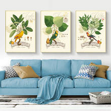 Cartaz de aves papagaios impressões em hd pinturas de parede arte de quarto infantil pinturas em tela café bar imagens de decoração de arte de casa modular 2024 - compre barato