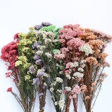 Flor Natural preservada Mi, flor eterna seca, accesorios de decoración para habitación del hogar, Flores de exhibición, Flores Secas Naturales 2024 - compra barato