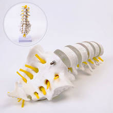 Modelo de esqueleto humano para enseñanza médica, estructura de esqueleto de disco Intervertebral Lumbar 2024 - compra barato