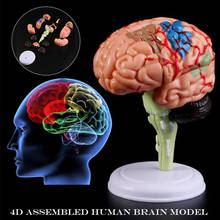 4D Disassembled Anatomical Human Brain Model Anatomy Medical Teaching Tool Statues Sculptures for Medical Use PUO88 2024 - buy cheap