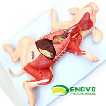 Pig embryo pig organ visceral muscle nerve veterinary Pig anatomy model learning teaching model H# 2024 - buy cheap