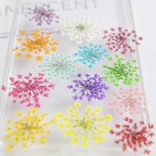 Lace Flower/snow Bead Flower Pressed Flowers Dried Flower Pressed Flower DIY Handmade Crystal Epoxy Material Package 2024 - buy cheap
