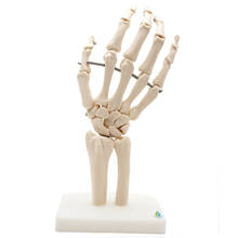 Home Decor Teaching Props Medical Anatomy Hand Joint Model Prop Mischief Halloween Professional 2024 - buy cheap