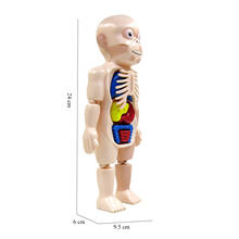 Anatomia do corpo humano brinquedos kits de laboratório corpo órgão auxiliar de ensino jogo assustador 2024 - compre barato