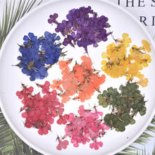 250pcs Pressed Dried Lobelia Erinus Flower Plant Herbarium For Jewelry Postcard Invitation Card Phone Case Bookmark Craft&Art 2024 - buy cheap