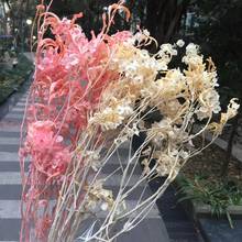 50g/20-40cm,Preserved butterfly flowers Bouquet,bleach and dye display arrange flowers for Wedding Home Decoration accessories 2024 - buy cheap