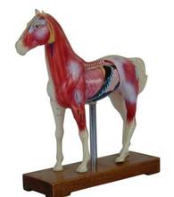 Modelo de acupuntura de caballo, modelo anatómico de animal, modelo de acupuntura de caballo 2024 - compra barato