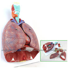 CMAM/12498 Larynx cardiopulmonary, Human Respiratory System Medical Teaching Anatomical Model 2024 - buy cheap