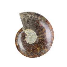 1pcs Natural 25-30mm Iridescent Ammonite Ammolite Facet Specimen Fossil Madagascar Stone Gem Collectibles Significative 2024 - buy cheap