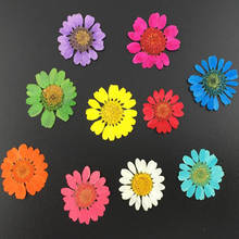 120pcs 2-2.5cm Pressed Dried Chrysanthemum Paludosum Flower For Jewelry Bookmark Phone Case Postcard Invitation Card DIY 2024 - buy cheap