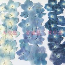 120pcs Pressed Blue Series Dried Hydrangea Macrophylla Flower Plants Herbarium For Jewelry Phone Case Bookmark Making DIY 2024 - buy cheap