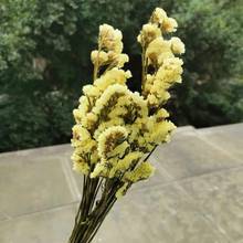 8-10pcs/lot,Natural Real Dried forget-me-not Flower,Display arrange flower Bouquet for Wedding Party Home Decoration accessories 2024 - buy cheap