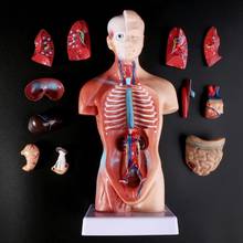 Médico accesorios modelo Torso humano cuerpo modelo de anatomía, anatómico médico los órganos internos para la enseñanza 2024 - compra barato