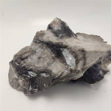 Piedra Shellstone Natural para decoración del hogar, espécimen Mineral, colección de piedras, 80-100g 2024 - compra barato