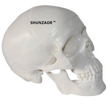 High Details Mini Human Head Skull Skeleton Model Medical Anatomy Learning 2024 - buy cheap