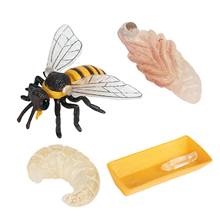 4 Pcs Plastic Nature Bee Growth Cycle Child Education Learning Teaching Toys 2024 - buy cheap