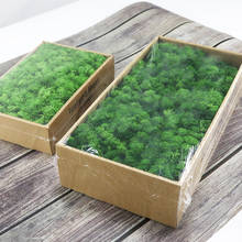 200g High quality fake flower Moss grass immortal artificial green plant home decorative wall DIY flower grass garden accessorie 2024 - buy cheap