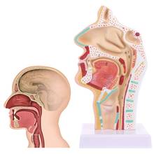 Human Anatomical Nasal Cavity Throat Anatomy Medical Model Teaching Tool 2024 - buy cheap
