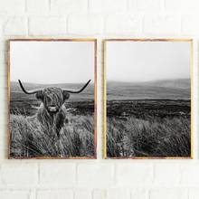 Pôster e impressão de vaca iluminada, arte de parede de animal de fazenda, pintura em tela de vaca scott, imagens preto e branco, decoração de cozinha, fazenda 2024 - compre barato