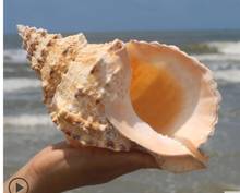 Conchas de concha de NAUTILUS de tornillo famoso, adornos de acuario Mediterráneo coleccionables de CORAL, caracol de mar, Nacarado, cuatro grandes, 15CM 2024 - compra barato