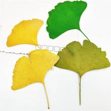 100Pcs Dried Natural Pressed Flowers Ginkgo Biloba Leaf Dry Flower Leaves, Floral Sticker Beauty Nail Art, Bookmarks 2024 - buy cheap