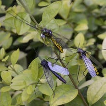 Señuelo flotante realista para decoración de jardín, juguete de caza, mosquitos, decoración 2024 - compra barato