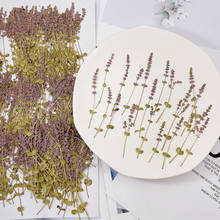 100pcs Pressed Dried Flower Rotala indices Herbarium For Epoxy Resin Jewelry Making Makeup Face Bookmark Nail Art Craft DIY 2024 - buy cheap