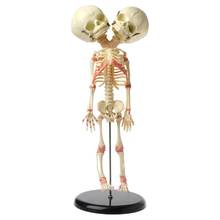 37cm Human Double Head Baby Skull Skeleton Anatomy Brain Display Study Teaching Anatomical Model Halloween Bar Ornament 2024 - buy cheap
