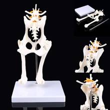 Dog Canine Lumbar Hip Joint with Femur Model Teaching Anatomy Skeleton Display Drop Shipping 2024 - buy cheap