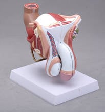 4 partes 1:1 modelo de anatomía estructural de tamaño real del sistema genitourinario humano masculino, modelo médico 2024 - compra barato