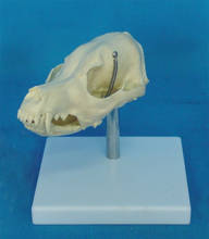 Dog skull model animal skeleton veterinary teaching medical model canine teaching pet model animal husbandry 2024 - купить недорого
