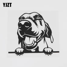 YJZT 15.2CMX13.3CM Peeking Dog Beagle pup Hound Decal Vinyl Car Sticker Black/Silver 8A-0525 2024 - buy cheap