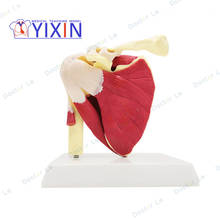 Human anatomy skeleton Advanced Muscled Shoulder Joint Model Functional Ligament Medical Teaching Aid 2024 - buy cheap