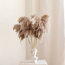 5-15pcs Real Dried Pampas Grass Dry Flower Plant Festive Wedding Phragmites Reed Bunch Tableware Ornament Home Office Decor 2024 - buy cheap