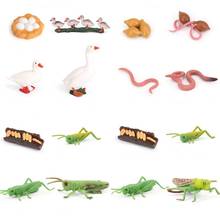 Simulation Animals Growth Cycle Duck Earthworm Grasshoppe Life Cycle Figurine Plastic Models Action Figures Educational Kids Toy 2024 - buy cheap