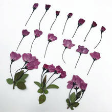 120pcs Side Pressed Malus Spectabilis Flower Stalks Plant Herbarium For Jewelry Postcard Invitation Card Phone Case Making 2024 - buy cheap
