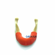 Mandíbula Mandible para práctica de implante Dental, modelo de dientes con tejido suave con goma para herramienta de entrenamiento Dental 2024 - compra barato