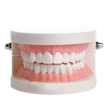 New Adult Standard Dental Teaching Study Typodont Demonstration Teeth Model 2024 - buy cheap